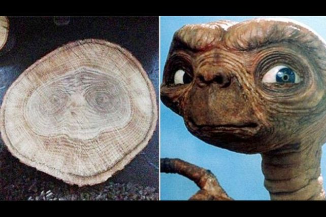 Leñador “encontró” a E.T mientras hacía su trabajo