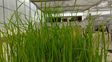 Más arroz. Los resultados conseguidos fueron presentados en el XIII Congreso Brasileiro de Arroz Irrigado (Pelotas, Brasil) y en el Primer Congreso de Redes Biotecnológicas (Redbio) 2025. Más arroz. Los resultados conseguidos fueron presentados en el XIII Congreso Brasileiro de Arroz Irrigado (Pelotas, Brasil) y en el Primer Congreso de Redes Biotecnológicas (Redbio) 2025.
