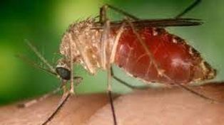 Distintos mosquitos tienen la capacidad de contagiar la fiebre de Oropouche
