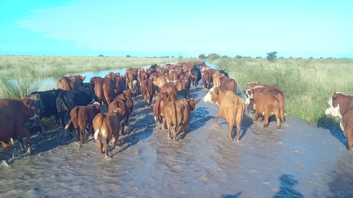 Las lluvias complican al norte de Santa Fe, donde más se siente el desmantelamiento del SMN