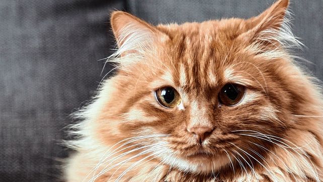 Desde Imusa saldrán a castrar a los gatos