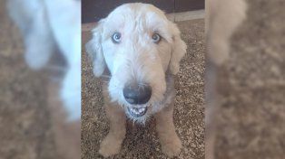 El colegio de Veterinarios salió al cruce de los escraches por la muerte de Floky. Tras el hallazgo del perro muerto, se organizó un pedido de Justicia frente a Tribunales