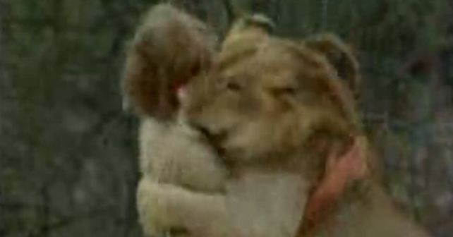 M&aacute;s de 30 millones de internautas vieron el emocionante video del le&oacute;n Christian