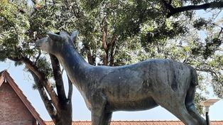 Sin astas. Desconocidos atentaron contra la estatua del venado tuerto, a la que dejaron con dos orificios.