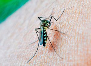 El mapa de los 36 casos de dengue en la provincia