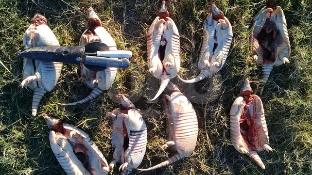 Secuestraron especies autóctona de caza prohibida