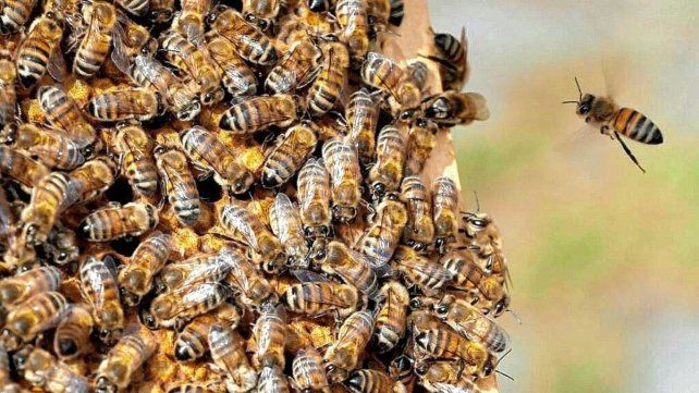 Perros muertos al ser atacados por un enjambre de abejas