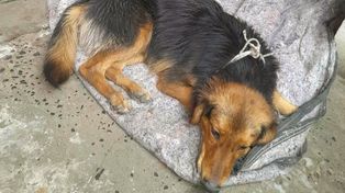 Hazaña solidaria: la perrita atropellada en La Paz será operada