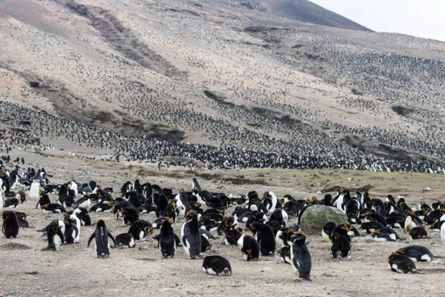Una isla pestilente tenía la mayor población de pingüinos del mundo, pero desapareció el 60 %