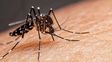 Mosquito del dengue. Foto ilustrativa