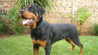 Una nena de dos años fue atacado por un rottweiller, que le desgarró la cara