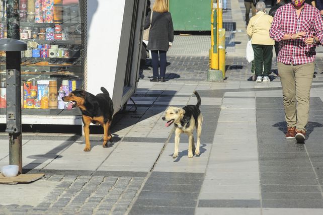 En Paraná se redujo la cantidad de perros sueltos&nbsp;