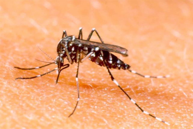 Se confirmó un caso de Dengue en Armstrong en una joven de 29 años