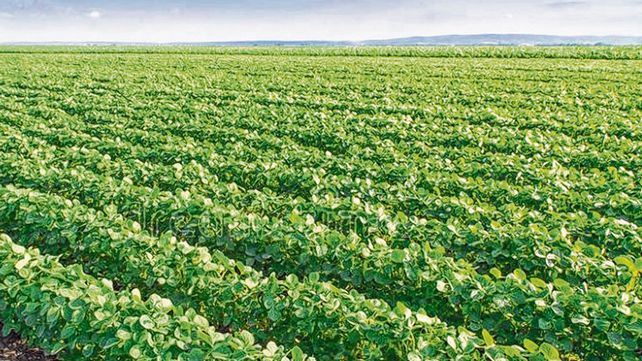 soja. La oleaginosa alcanzaría las 46 millones de toneladas según Ieral