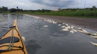 Área de Ambiente analizará las causas de la mortandad de peces en Concepción del Uruguay