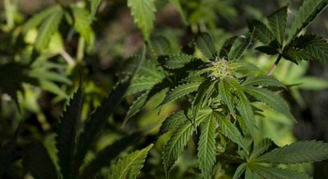 Tenía 23 plantas de marihuana, lo procesaron y alegó que no se determinó la capacitad tóxica