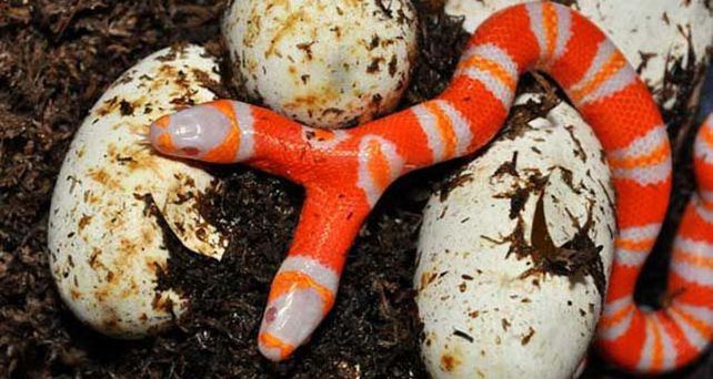 Naci&oacute; una sorprendente serpiente albina con dos cabezas y un solo cuerpo