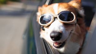 ¿Cómo llevar nuestra mascota durante el viaje?