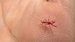 Los mosquitos eran identificables porque tenían una coloración fluorescente.