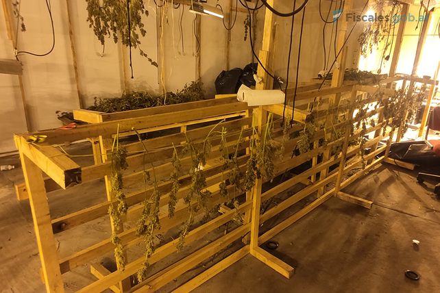 Narcotráfico: condenan a cuatro hombres por un cultivo de 269 plantas de marihuana en Rosario