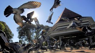 Retiraron de El Palomar una tonelada de excremento de aves