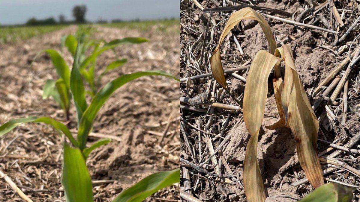 high temperatures and late frosts hit the fields of the region