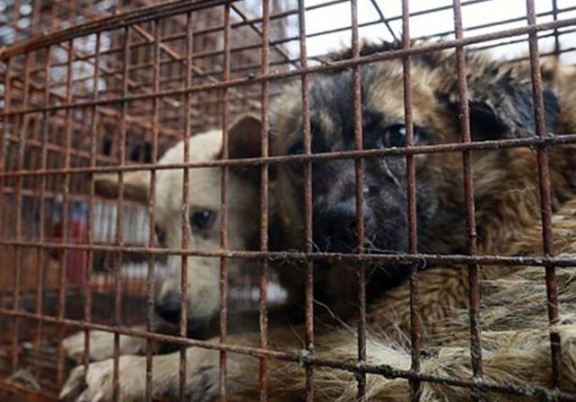 China sacrifica a miles de perros para el festival del horror