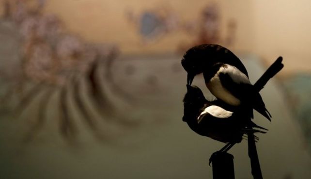 Un museo alemán exhibe animales teniendo sexo
