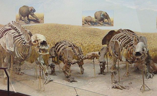 Hallaron un animal prehistórico en Arroyo Seco