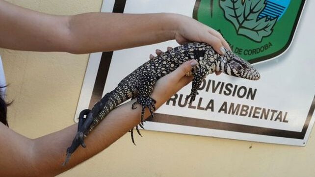 Increíble: encontraron una iguana con cinco colas en Córdoba
