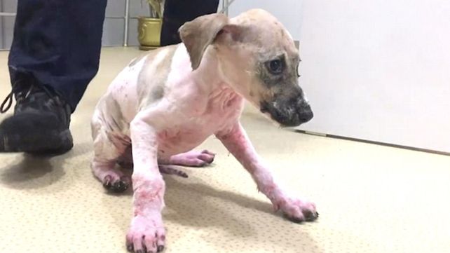 La transformación del perro que fue bañado en pegamento