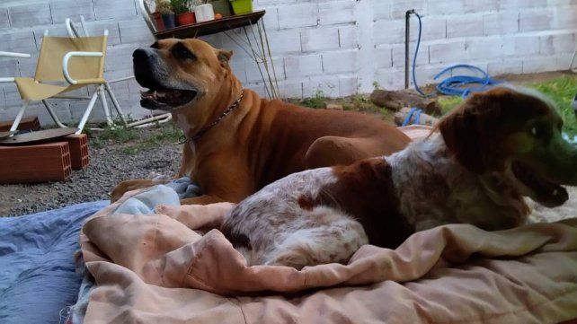 Mascotas consentidas: un mercado que no para de crecer