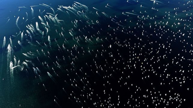 Las mejores fotos de la Barcolana, la regata más concurrida del mundo