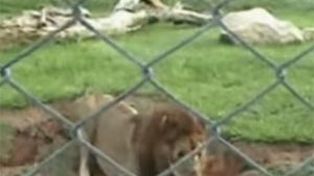 La increíble reacción de Will, el león que fue rescatado de un circo y pisó tierra después de 13 años