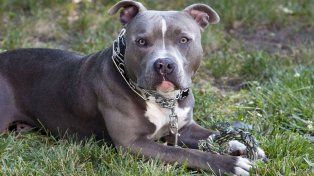 Perro Pitbull