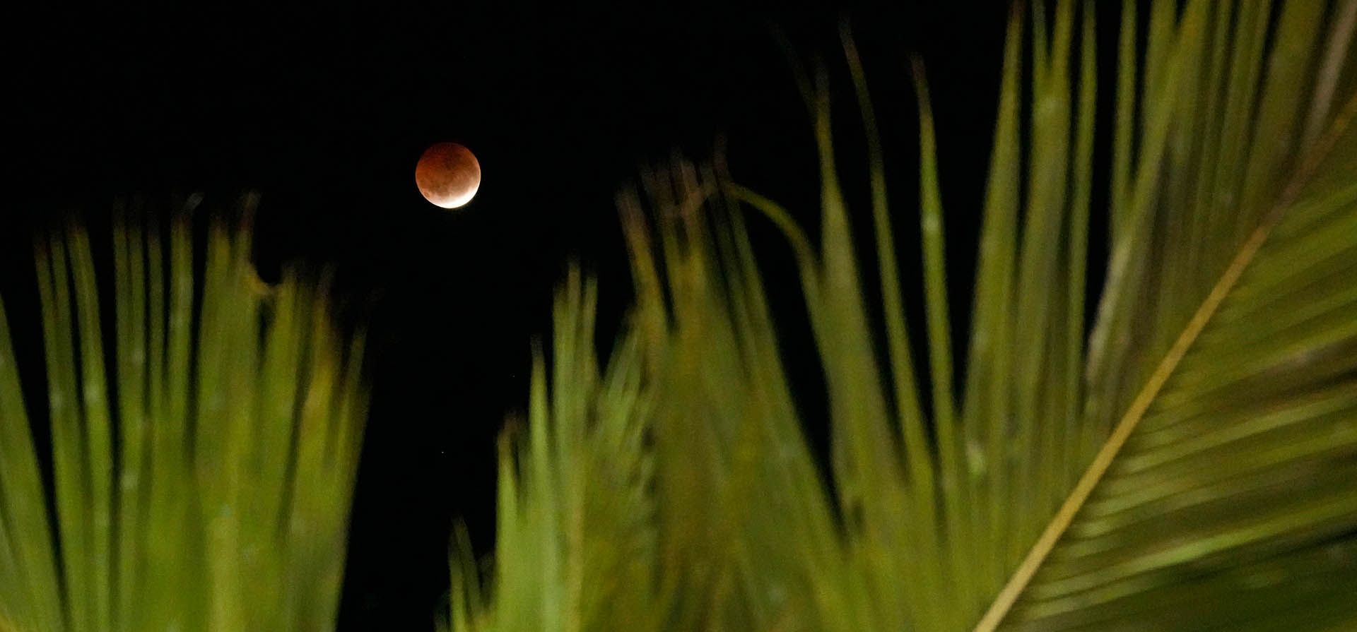 La luna sale detrás de un cocotero durante un eclipse lunar parcial en Salvador, estado de Bahía, Brasil, el viernes 28 de agosto de 2026. (Foto AP/Eraldo Peres) La luna sale detrás de un cocotero durante un eclipse lunar parcial en Salvador, estado de Bahía, Brasil, el viernes 28 de agosto de 2026. (Foto AP/Eraldo Peres)