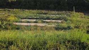 Obras paradas. La construcción de las viviendas no avanzó desde hace un buen tiempo.