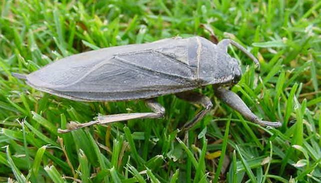 La chinche de agua suele aparecer volando en el ámbito doméstico en busca de insectos para alimentarse.