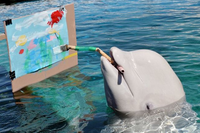 Un acuario japonés enseña a pintar a sus ballenas belugas