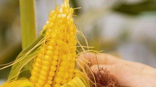 El Congreso Internacional de Maíz (CIM) será el 12 y 13 de septiembre en el CPC de Paraná para intercambiar conocimientos sobre esa cadena productiva