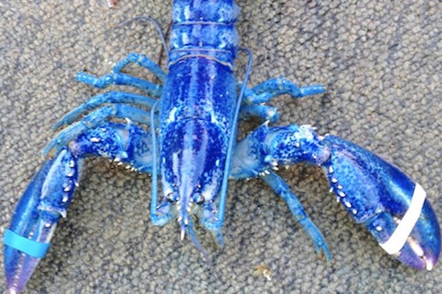 Descubren una extraña langosta azul en Canadá