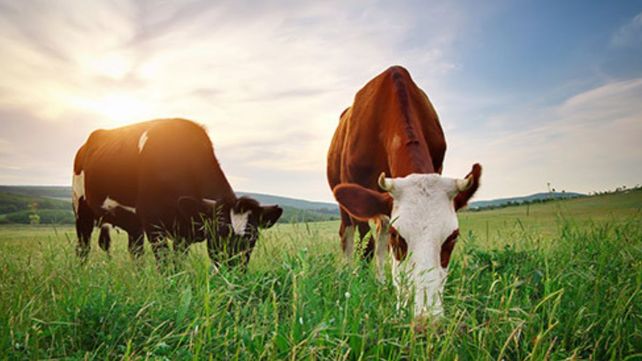 La bacteria buena desarrollada en Santa Fe que puede evitar pérdidas en la industria ganadera