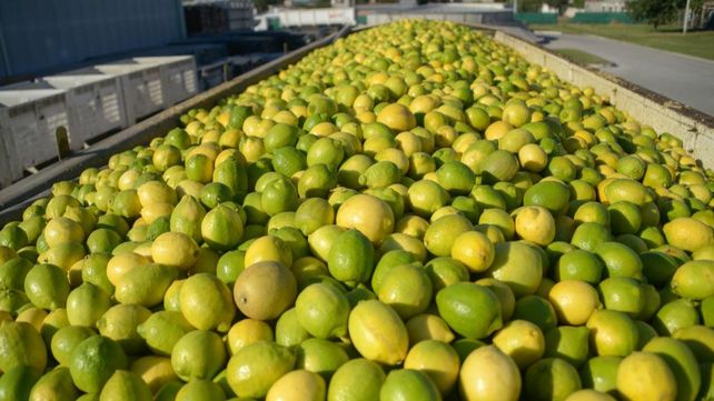La cosecha total de frutas presentaría un aumento de 4