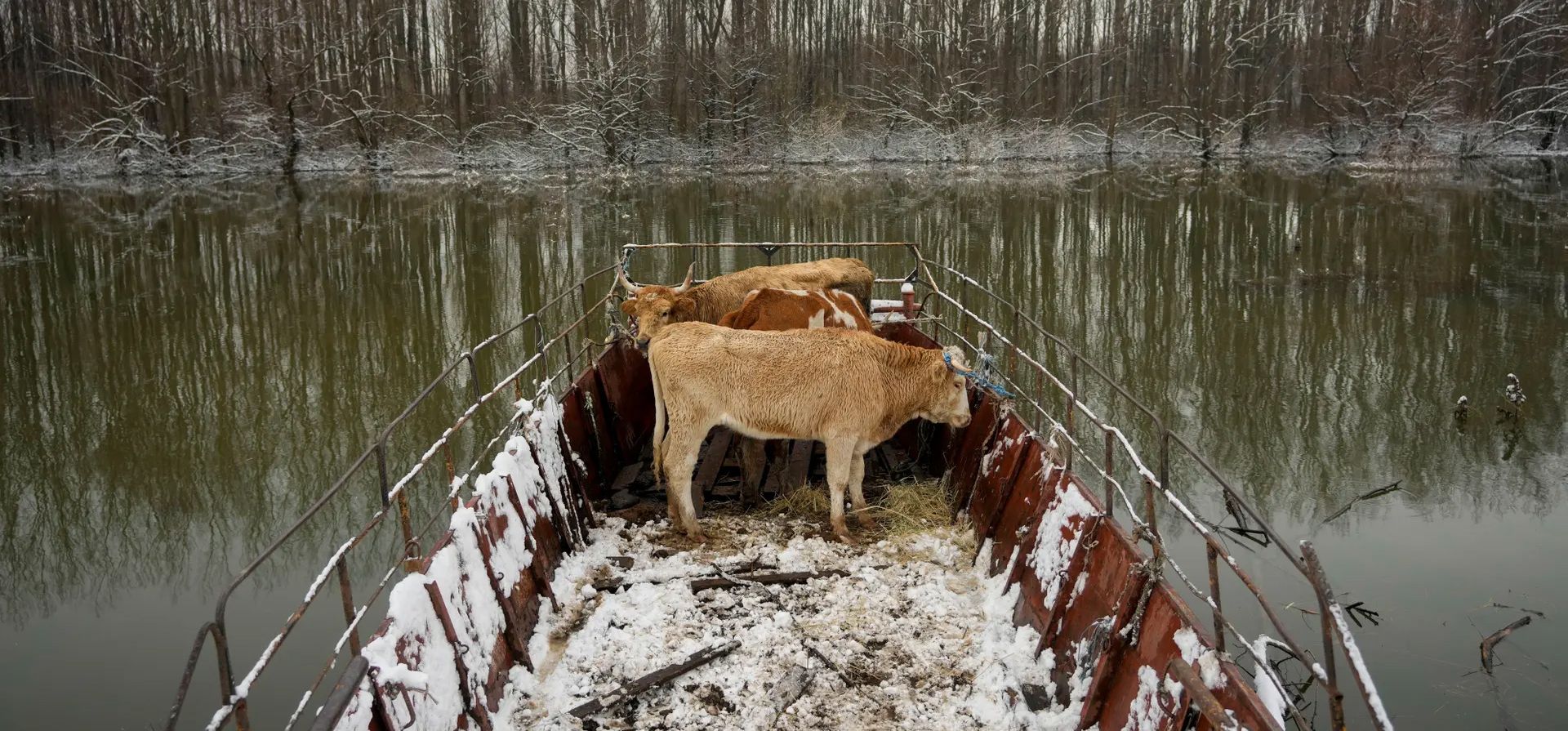 Vacas en una barcaza en una isla fluvial inundada. Después de estar atrapados durante días por la creciente, las vacas y los caballos finalmente fueron evacuados Kredin, Serbia. Fotografía: Darko Vojinovi/AP Vacas en una barcaza en una isla fluvial inundada. Después de estar atrapados durante días por la creciente, las vacas y los caballos finalmente fueron evacuados Kredin, Serbia. Fotografía: Darko Vojinovi/AP
