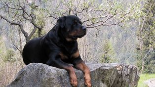 Un rottweiller atacó a una nena de siete años y le produjo serias heridas en la cara