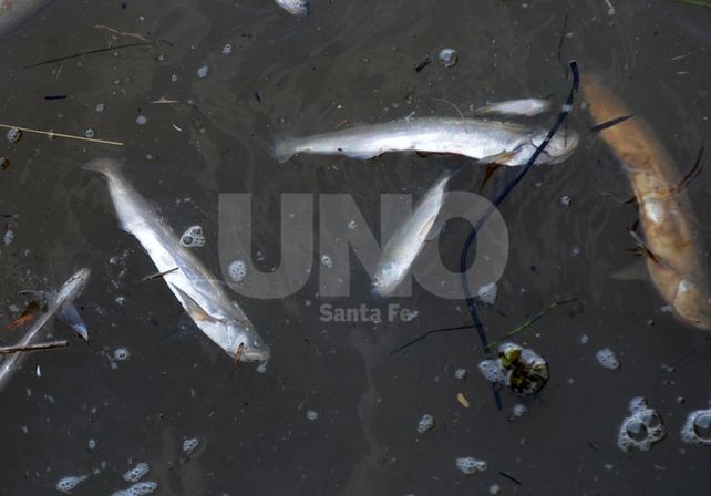 Enfermos. La gran reproducción del verano hace que ahora estén afectados por un hongo&nbsp;
