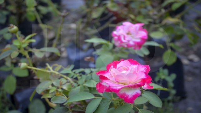El regalo tradicional por excelencia en el Día de los Enamorados es el tradicional ramo de flores o una planta de interior para la persona amada. Según dice la leyenda el santo de los enamorados