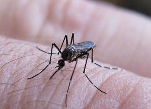 La directora de Epidemiología de Santa Fe despejó dudas sobre el dengue: mitos, cuidados y quiénes se tienen que vacunar