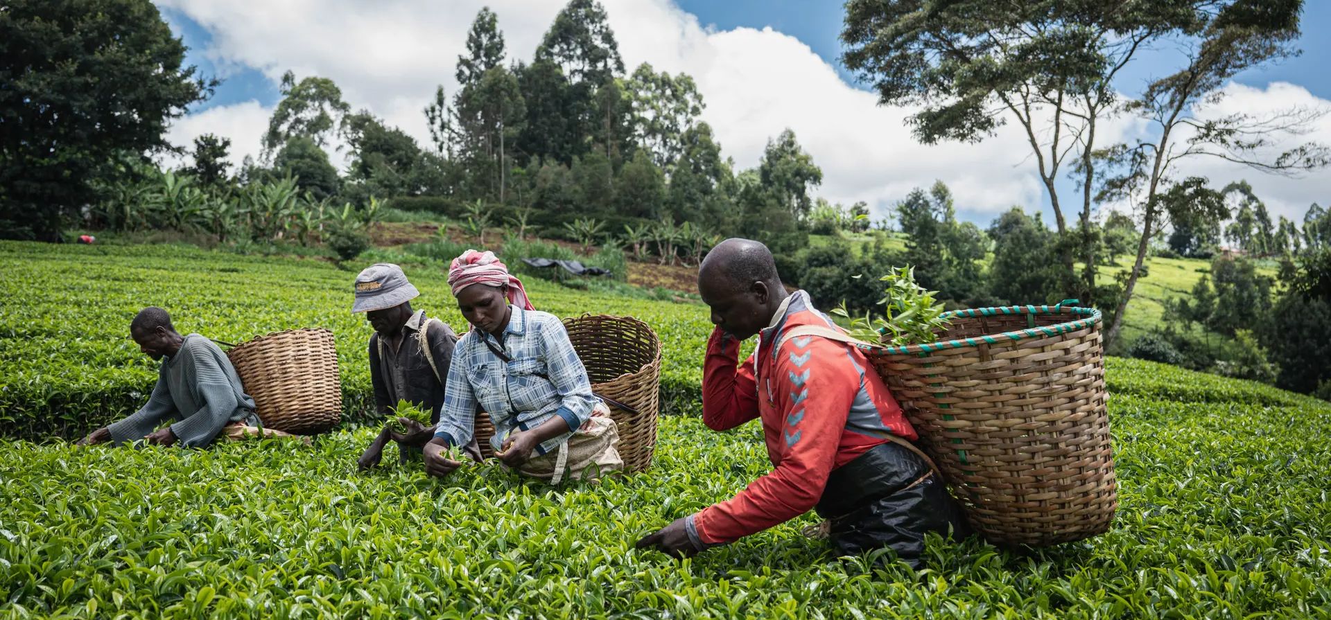 Nairobi, Kenia. Cosechadores recogen hojas de té frescas en una plantación cerca de Nairobi. Fotografía: Xinhua/Shutterstock Nairobi, Kenia. Cosechadores recogen hojas de té frescas en una plantación cerca de Nairobi. Fotografía: Xinhua/Shutterstock