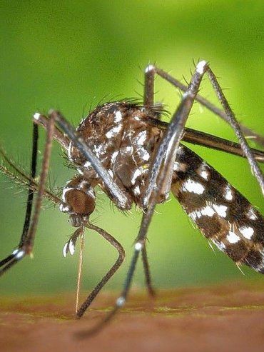 Entre Ríos: siete notificaciones por dengue y ningún caso confirmado